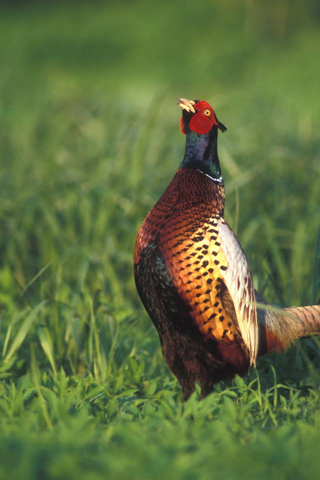 South Dakota Pheasant Hunt Photo Gallery Mitchell, SD